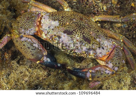 Stone Crab (Eriphia verrucosa) on the background of water grass. Black Sea.