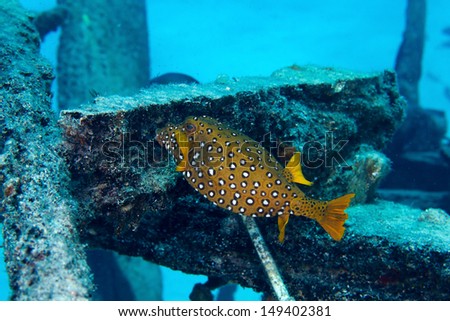 Yellow boxfish (Ostracion cubicus), female, in the Red Sea, Egypt.