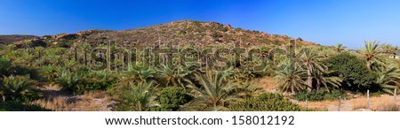 Palm forest at Vai beach in Crete island, Greece.