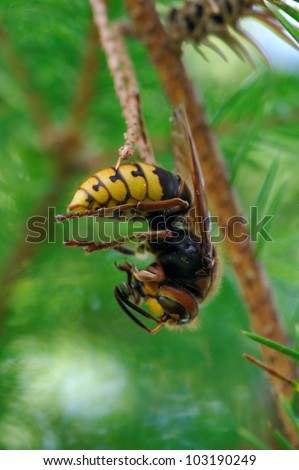 Wasp on spruce tree having dinner of nectar and pollen from cherry flowers
