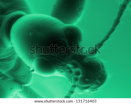 Portrait of hazel leaf-roller weevil (Apoderus coryli), scanning electron microscopy