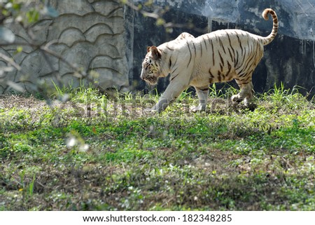 The white tiger is a rare pigmentation variant of the Bengal tiger, which is reported in the wild from time to time in Assam, Bengal, Bihar and especially in the former State of Rewa.