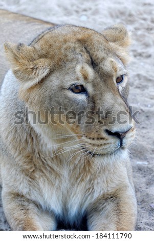 Asiatic lion (Panthera leo persica), also known as the Indian lion, is a lion subspecies that exists as a single isolated population in India\'s Gujarat State.