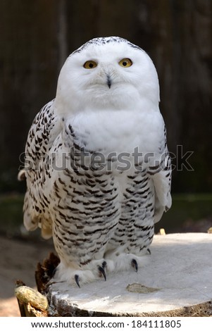 Snowy Owl (Bubo scandiacus) is a large owl of the typical owl family Strigidae. It was first classified in 1758 by Carolus Linnaeus.