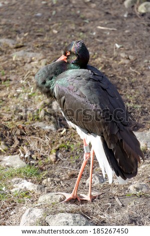 Black Stork (Ciconia nigra) is a large wading bird in the stork family Ciconiidae.