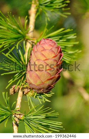Ovulate cone (strobilus) of larch tree in June, early summer