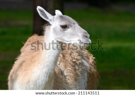 Guanaco (Lama guanicoe) is a camelid native to South America that stands between 1 and 1.2 metres.