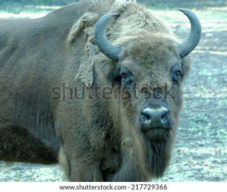 European bison (Bison bonasus), also known as wisent or the European wood bison, is a Eurasian species of bison.
