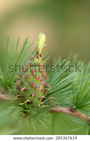 Ovulate cone (strobilus) of larch tree, spring, beginning of June