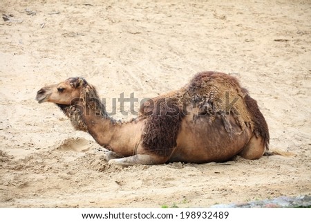 camel in the desert animal outdoor