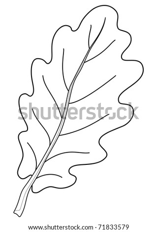 Leaf Of Oak Tree, Nature Object, Isolated, Contour Stock Photo 71833579 ...