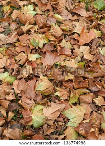 Dead leaves shot ideal for backgrounds and textures