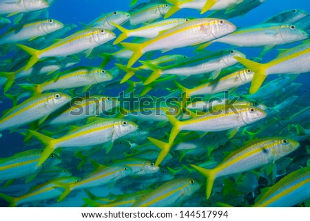 yellow goatfish from the reefs of the sea of cortez