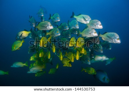 school of grunts in the reefs of the sea of cortez, mexico.