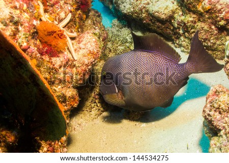 triggerfish from the reefs of the sea of cortez. Mexico.