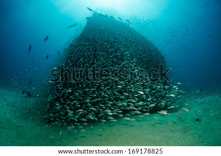 school of silver fish, sea of cortez.
