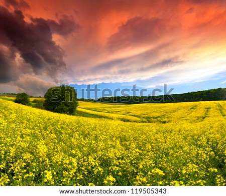 Dramatic Summer Landscape with a field of yellow flowers. Sunset