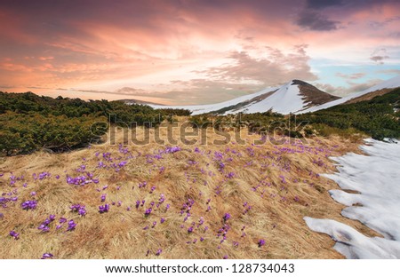 Spring landscape in the mountains with field of blossom crocuses