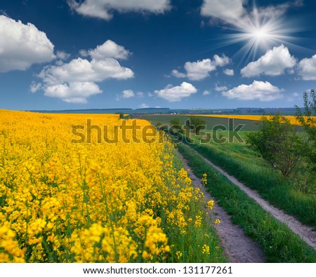 Summer Landscape with a field of yellow flowers