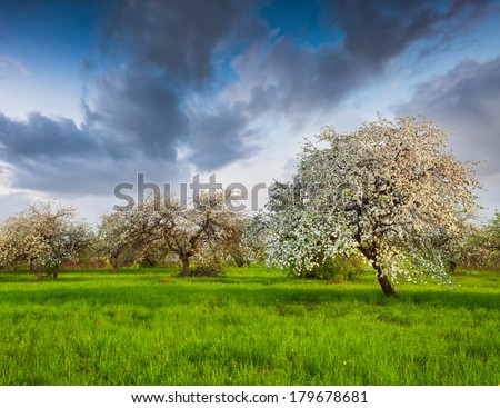 Blooming apple trees in garden andre the high blue sky