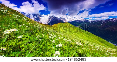 Blooming daisies on mountain meadow. Upper Svaneti, Georgia, the main Caucasian ridge.