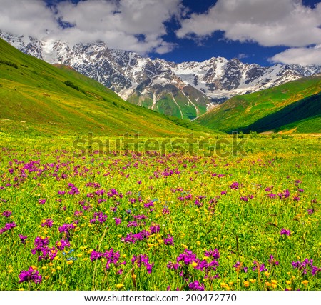 Beautiful view of alpine meadows in the Caucasus mountains. Upper Svaneti, Georgia.