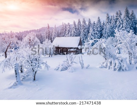 Sunny winter landscape in the mountain forest.