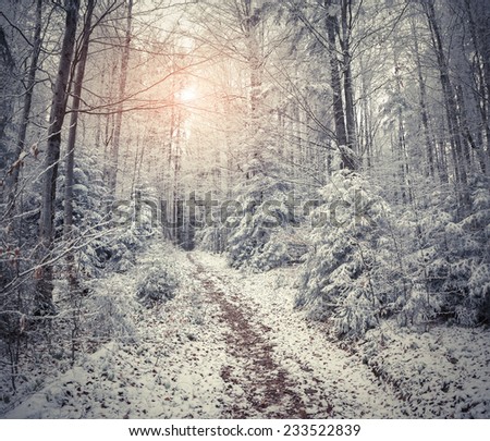 Beautiful winter sunrise in the mountain forest. Retro style.