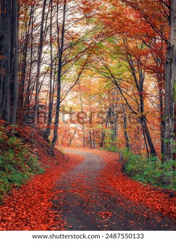 Similar – Image, Stock Photo Autumn alley scenery