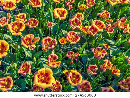 Top view of the tulip flowers, called Chinese Girl in the Keukenhof park, used as background. Beautiful outdoor scenery in Netherlands, Europe.