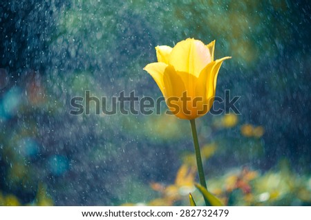 Single flower of yellow tulip in in the garden in summer rain