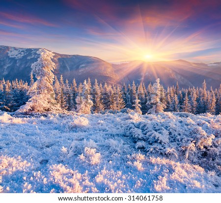 Colorful winter sunrise in the Carpathian mountains. Yavirnyk ridge, Ukraine, Europe.