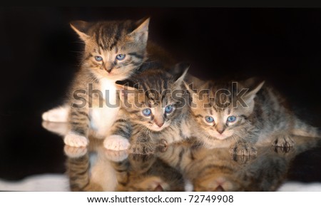 three kittens striped tabby
