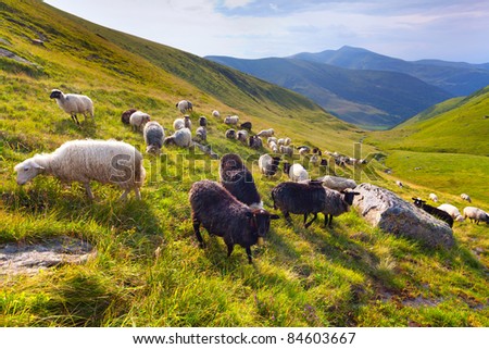 flock of sheep  in the mountains at summer