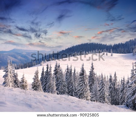 Trees covered with hoarfrost and snow in mountains. Sunrise
