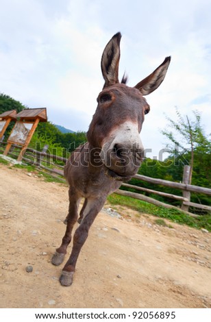 Wide angle shot of donkey on the country road