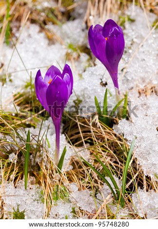 Two crocuses on the snow in spring
