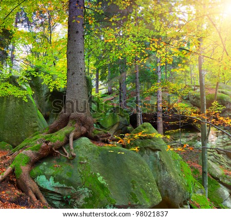 Summer forest with huge tree what grows on the rock