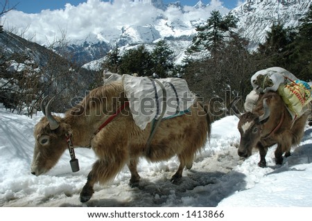 Load carrying yaks on it\