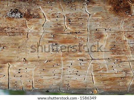 Worm-hole on pine plank