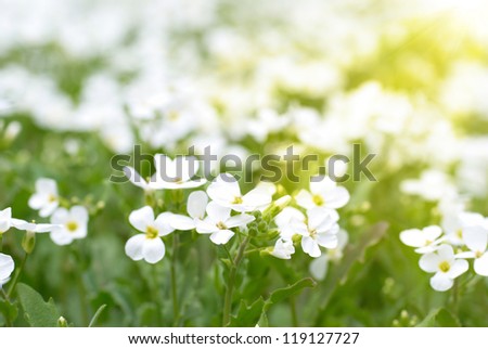 Field of white flowers on the green background