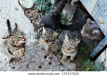 Group of wild black, gray stripped cats