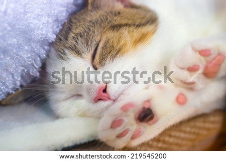 Cute little kitten with pink paws sleeps on a blanket