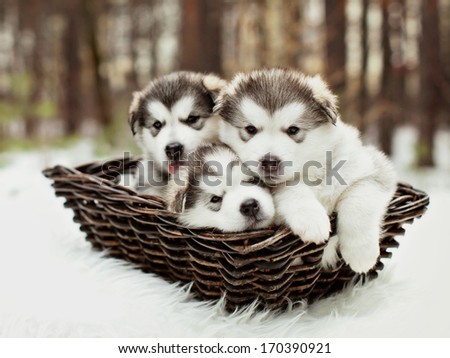 One month old dedicated alaskan malamute puppies outdoors