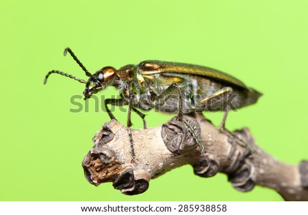 Green shiny beetle, close-up