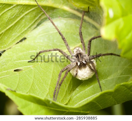 female spider with a cocoon waiting for the offspring