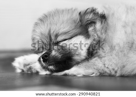 Sleep dog black and white tone, Classical sleep dog