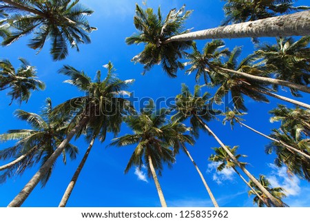 Trunks and crowns of coconut trees on a background of blue sky, view from below.