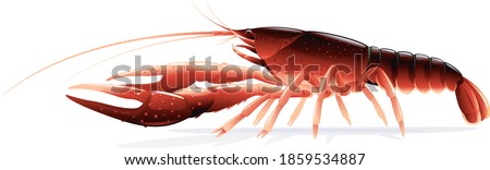 Realistic red swamp crayfish isolated illustration, one big freshwater North American crayfish on side view, Europe invasive species Photo stock © 