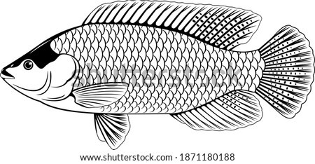 One red Nile tilapia fish in side view with big fins in black and white isolated illustration, high quality illustration of commercial fish, realistic freshwater red Mozambique tilapia for aquaculture